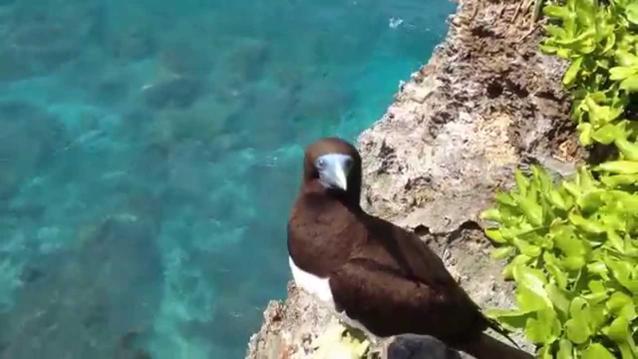 File:Brown Booby (Sula leucogaster) chick on Christmas Island 2.jpg -  Wikipedia