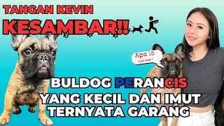 ANJING SUPER GALAK KEPUNYAAN CICI MARISA ‼️ DISENTUH LANGSUNG GIGIT