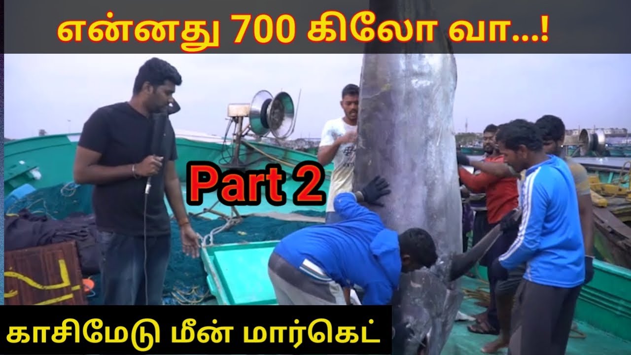 Kasimedu Fish Market Largest Fish Market In India Big Fish 700 india-s-biggest-fish-market-kasimedu-fishing-harbour-youtube