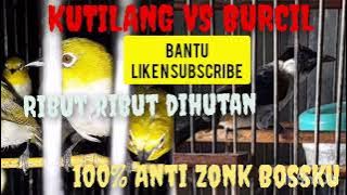Suara Pikat Kutilang Ribut Kombinasi Burung Kecil Lainnya || Ampuh Banget Dan Anti Zonk ‼️