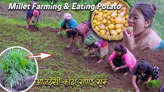 Today Millet Farming in my home || Eating lunch Potato  || Millet Farming in Rural Nepali Village