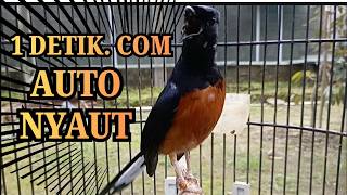 PANCINGAN MURAI BATU GACOR SANGAT AMPUH UNTUK PANCINGAN MURAI APAPUN LANGSUNG NYAUT BUNYI  GACOR