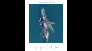 تلاوة جميلة من سورة الأنبياء (وَذَا النُّونِ إِذْ ذَهَبَ مُغَاضِبَا) الشيخ نواف الحنين