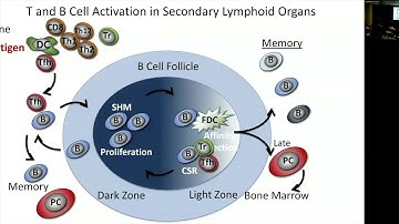 Tertiary Lymphoid Structures in Cancer
