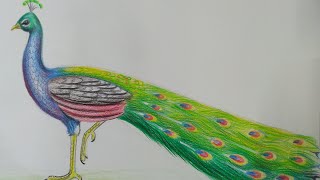How to draw a peacock with colour pencil