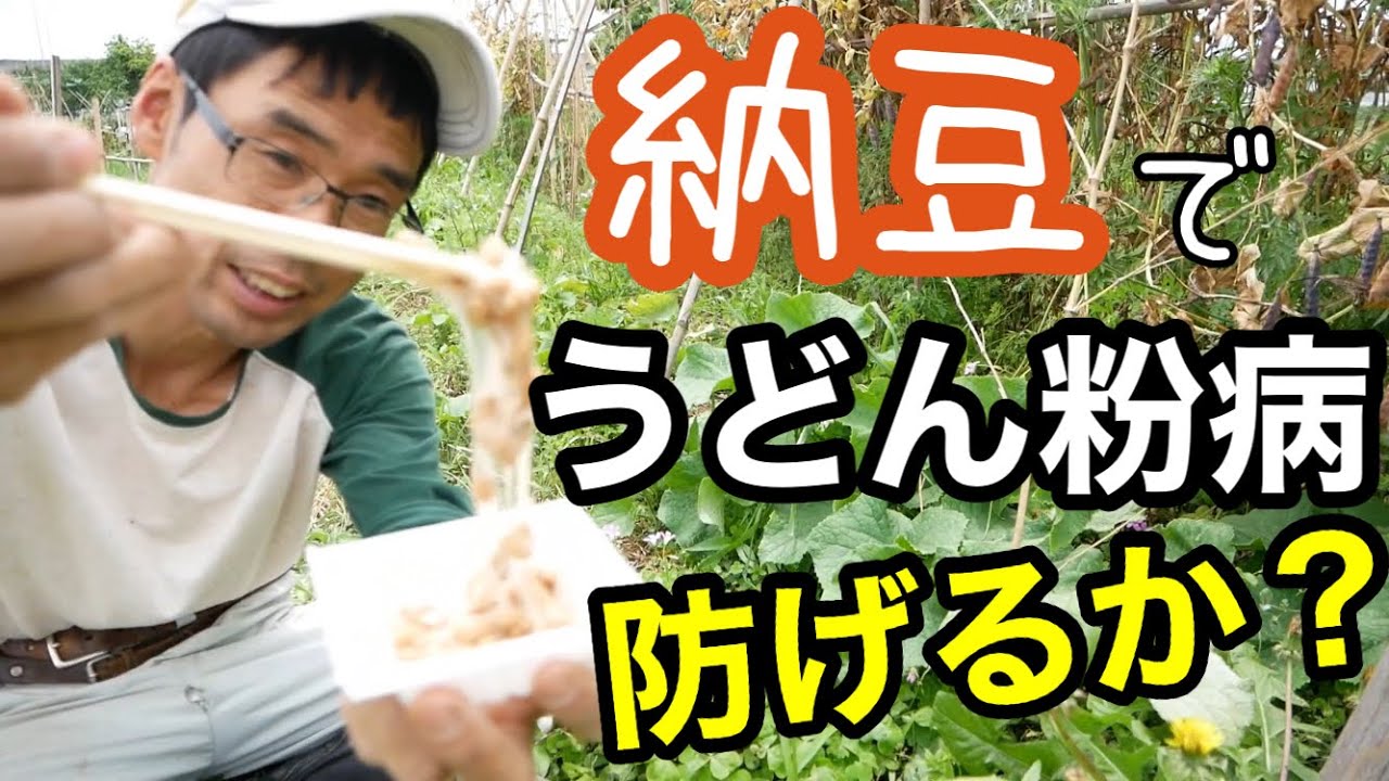 納豆菌でうどん粉病は予防できるのか試してみた[キュウリ栽培実験]2021年5月29日～6月8日