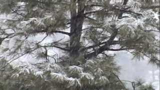 Flagstaff - Winter Sledding Injury Awareness
