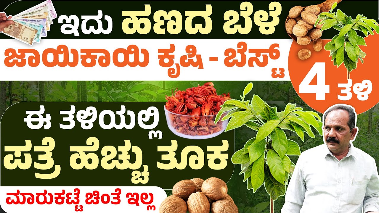 ಜಾಯಿಕಾಯಿ ಕೃಷಿ ಹೀಗೆ ಮಾಡಿದ್ರೆ ಜೀವನವೆ ಬದಲಾಗುತ್ತೆ! Profitable Nutmeg Farming Ideas 2025 in Kannada