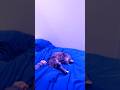 A little update on what I'm doing plus my cat