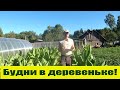 Такой вот расслабленный деревенский  денек...!