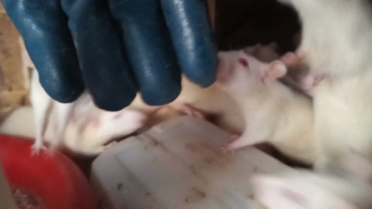 Rat Rearing