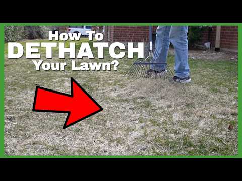 Why You Should DeThatch Your Lawn This Spring! | Spring Lawn Tips - YouTube
