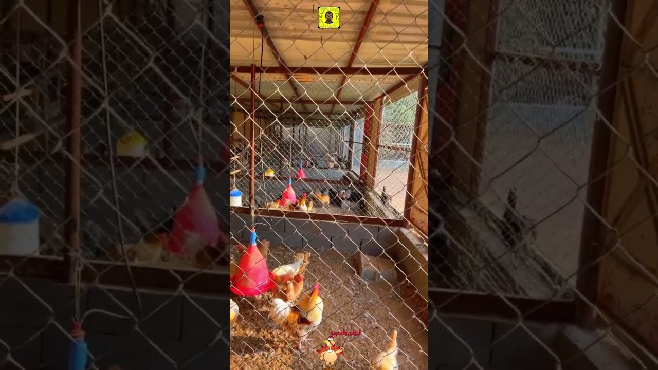 تربية الدجاج ليس سر