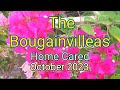 The Bougainvilleas Home Cared (October 2023) - Personal Collection