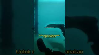 Batalyon Intai Amfibi Yon Taifib