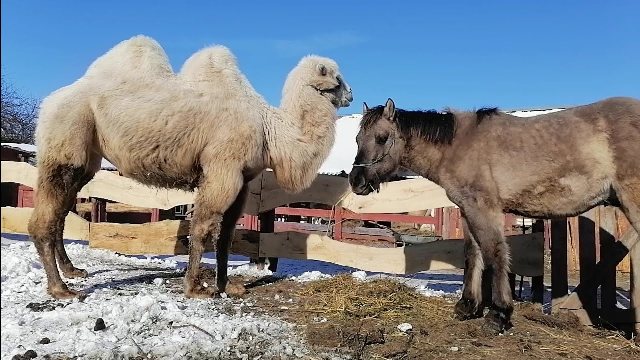 Кто сильнее, верблюд или конь? - YouTube