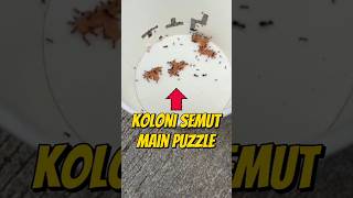 TANTANG KOLONI SEMUT MAIN PUZZLE 🧩 #eksperimen #kolonisemut #semut #semuthitam #shorts