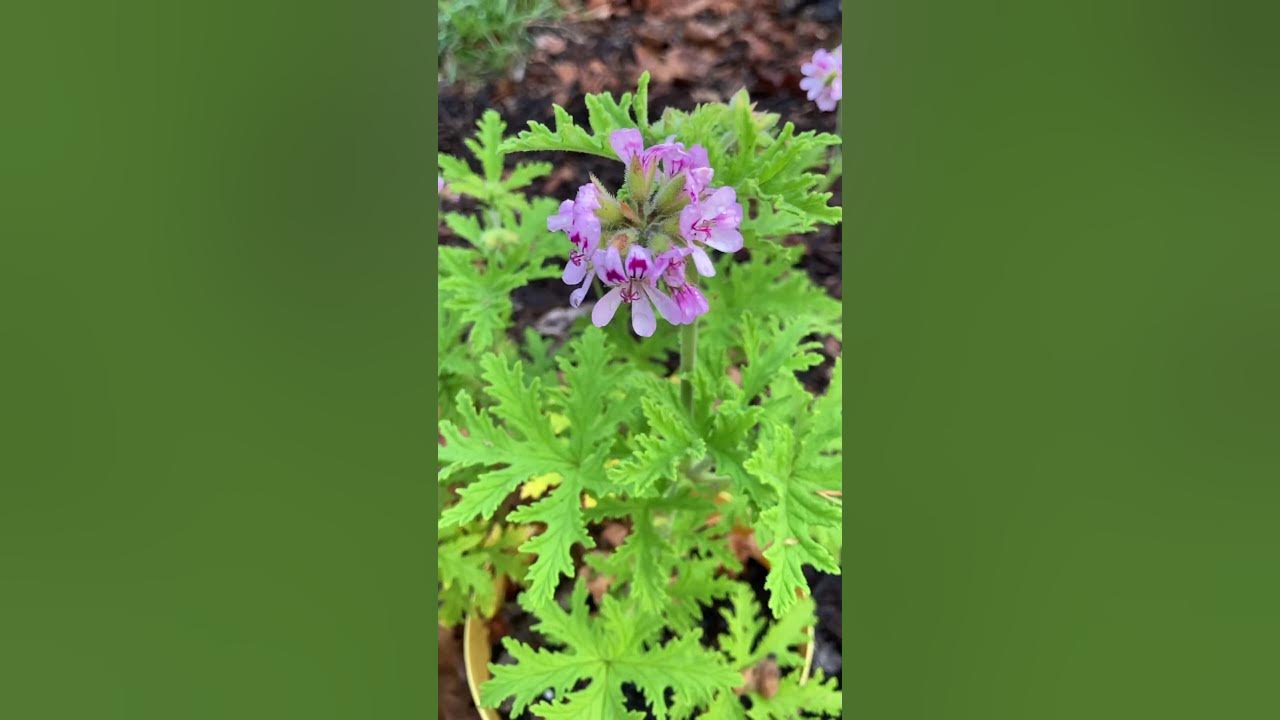 Citronella is BLOOMING for the First Time in THREE YEARS Since I Got My