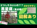 【バラ】黒星病（黒点病）ってどんな病気？どう対処したらよいの？