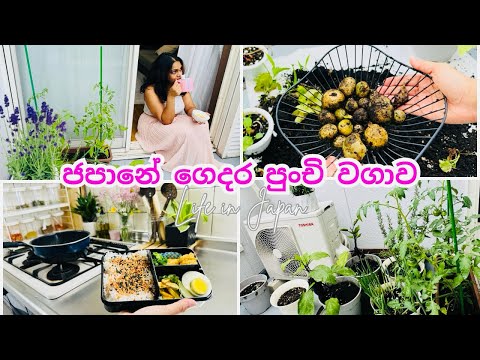 මගේ පළවෙනි අර්තාපල් අස්වැන්න 🥔| හබීට දවල්ට ජපන් කෑම පෙට්ටියක් හැදුවා 🍱 | බැල්කනි එකේ එළවලු පැළකරා 🌱