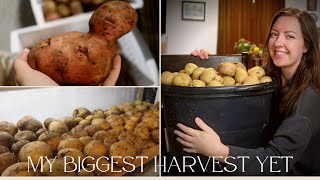 HUGE 2023 POTATO Harvest | How I get BIG yields on our 1/4 Acre Homestead