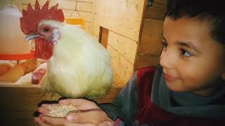 أبو عطية يعقد هدنة مع الديك كوكي ويطعمه  الطعام / Abu Attia feeds the rooster cookie