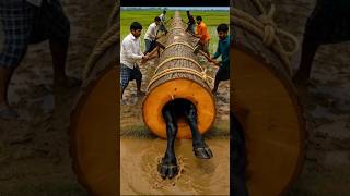 Rescue A Cow Family From Giant Log
