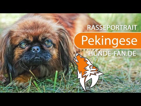 ► Pekingese [2019] Rasse, Aussehen &amp; Charakter