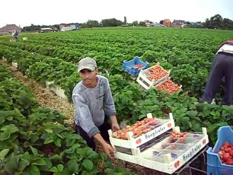 Video: Cum Se Culeg Căpșuni