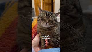 Does your cat sleep with you | audio:@caiacat1  shorts