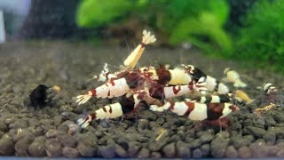 Caridina Shrimp Breeding Update