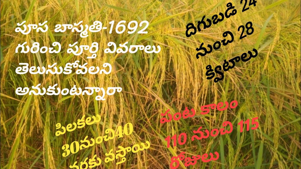 పూస బాస్మతి1692 వెరైటీ పంట పూర్తివివరాలుPusa basmathi1692 variety