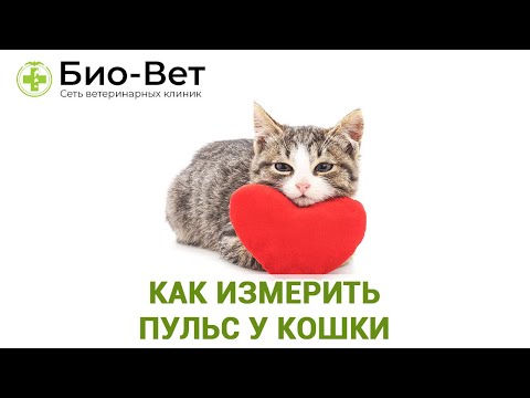 Пульс у Кошки & Кота // Нормальный Кошачий Пульс как Измерить // Сеть Ветклиник БИО-ВЕТ