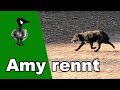 Amy rennt... von Luxembourg nach Köln - Tiernotruf #202