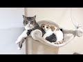 ハンモックの取り合いで喧嘩してた猫たちが和解してまさかのこうなってましたw