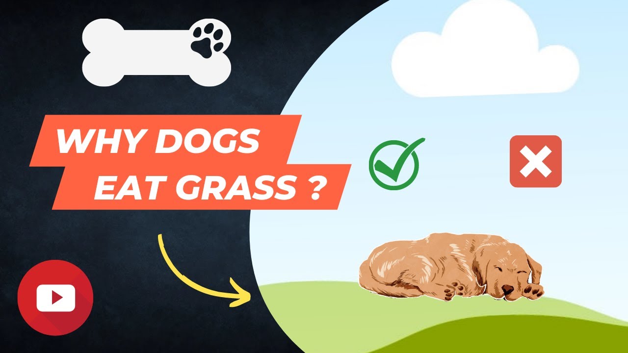 A closer look at Is Dogs Eating Grass Bad