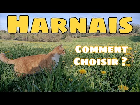 Vidéo: Comment Choisir Une Laisse Pour Votre Chat
