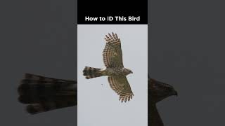 Can you identify this hawk?