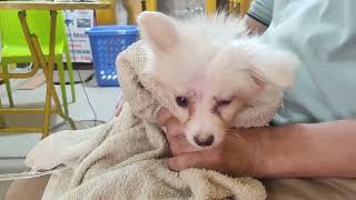 Dr. Sagir's Pet Clinic ( ডাঃ সাগীর'স পেট ক্লিনিক), ঢাকা II Dr. Sagir's Pet Clinic 01912251312 by Vet Dr. Sagir Uddin Ahmed 5 views 3 days ago 36 seconds