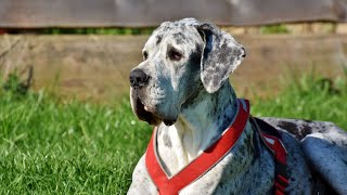 The Essential Guide to Great Dane Nutrition by Great Dane USA 28 views 9 days ago 4 minutes, 25 seconds