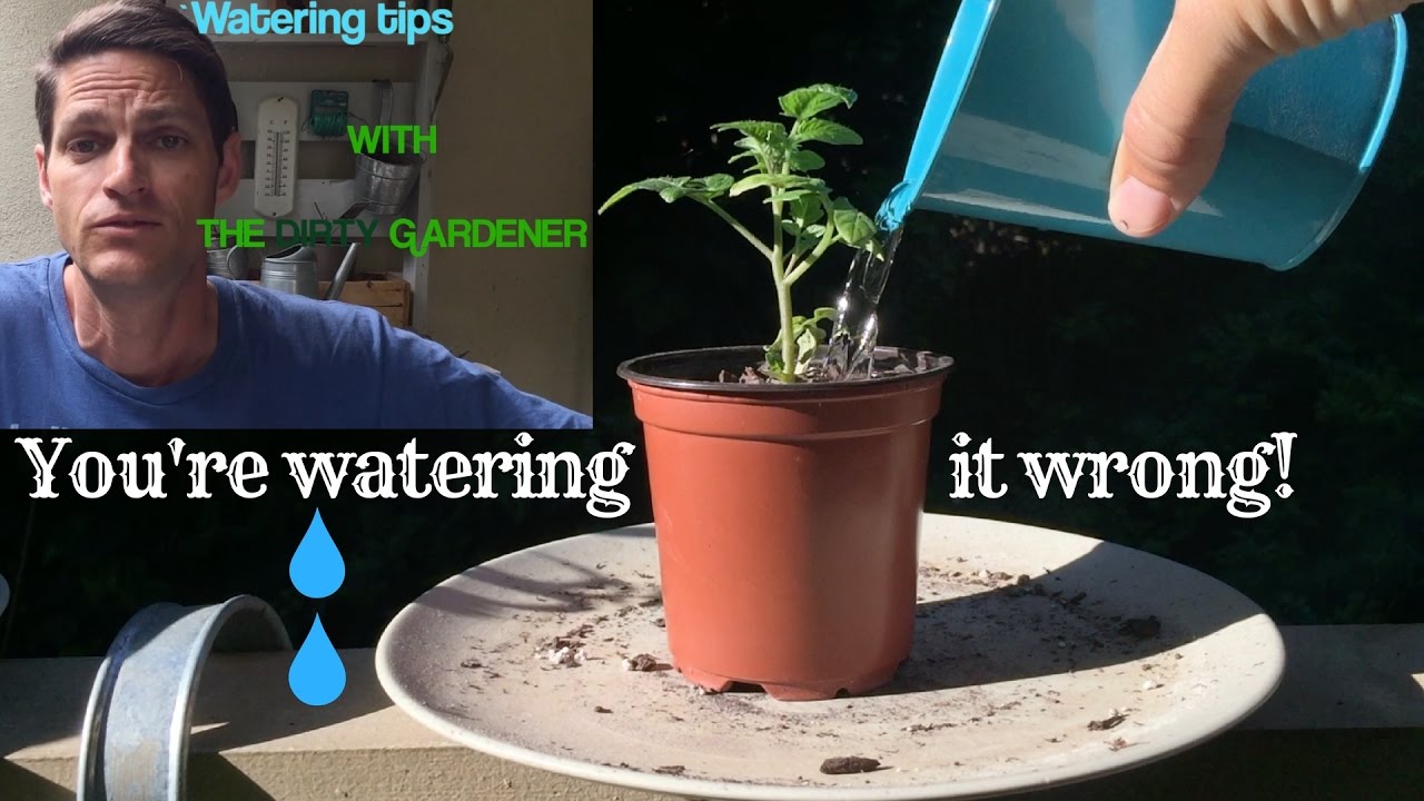 How I Water My Plants Detect Dry Or Wet Soil Balcony Gardening Vlog How I Water My Plants Detect Dry Or Wet Soil Balcony Gardening Vlog