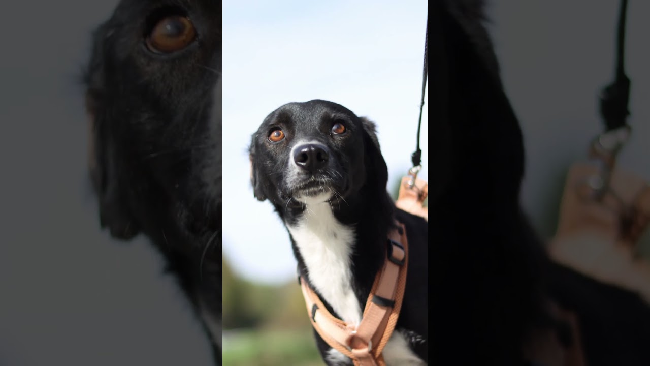 Dafni I Adoption of Dogs from Bosnia