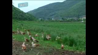 Allevamento biologico galline da uova