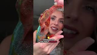 Lunch! 🐛🪳••••••••••#pantherchameleon #chameleon #reptile #reptilesofinstagram #lizard #reptile