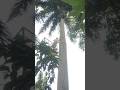 The process of cutting down a large, tall palm tree #shortvideo #treecutting #chainsaw
