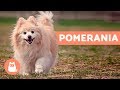 Volpino di Pomerania: storia e caratteristiche – Cani PICCOLI adorabili!