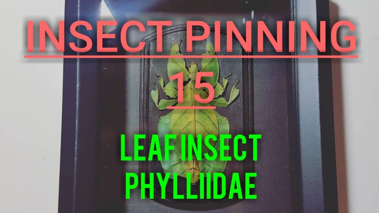 pinning Insect Pinning : Leaf Insect Phylliidae