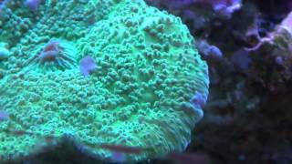 Navs Tank Salifert Flatworm eXit