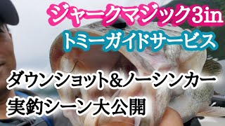 ジャークマジックで河口湖バスを簡単に釣る方法！！ジャークマジック ダウンショット&ノーシンカーパターン公開。