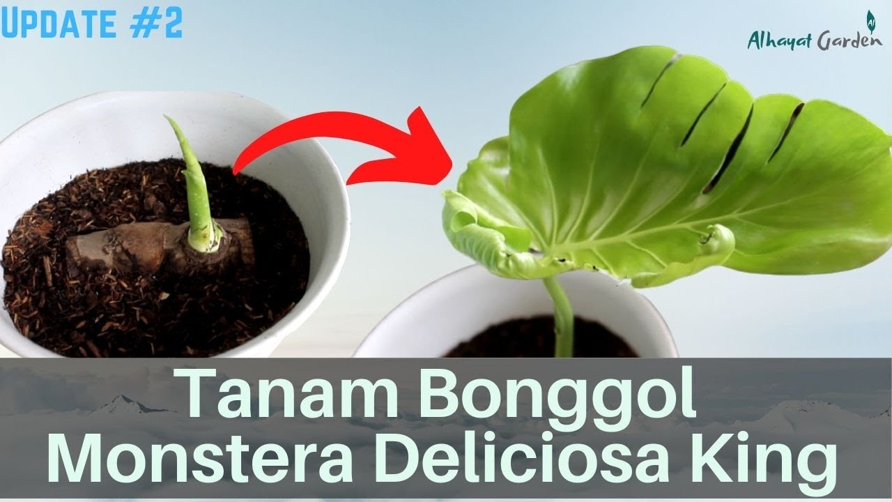 Update#2: Tanam Bonggol Monstera Deliciosa King 